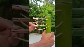 BAMBOO CREATION with 3 arrow bamboo div [upl. by Baldridge]