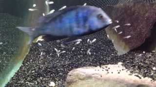 African cichlid fish releasing fry from mouth [upl. by Edylc745]