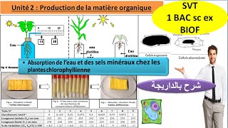 Absorption deau et des sels minéraux chez les plantes chlorophyllienne svt 1BAC شرح بالداريجة [upl. by Aiehtela]