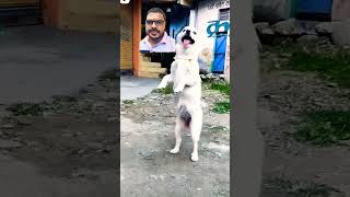 Dog dog dogdance doglover doggydance funny pets labrador toddlers toddlerst puppy [upl. by Oel]