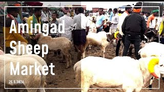 Amingad sheep market every Saturday morning bazaar Bakraeid special tagaru [upl. by Ellivnarg]