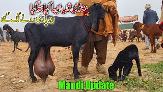 Sahiwal Bakra Bazar Video 2024  منڈے گھر گئی ہے وپاری پریشان ہیں [upl. by Viole]