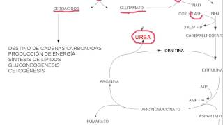 aminoacidos metabolismo [upl. by Fax]