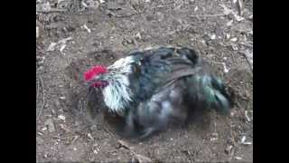 Birchen Marans Chicken sandbathing Philippines [upl. by Yerrot]