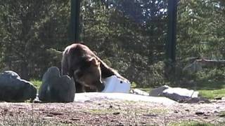 YETI Cooler Attacks Grizzly Bear  Unbelievable [upl. by Rexanne]