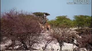 Angolan Giraffes  giraffa camelopardalis angolensis  browsing at Okaukuejo Waterhole [upl. by Zedekiah]