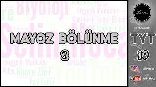 4 Mayoz Bölünme 2  Grafikler [upl. by Yessej]