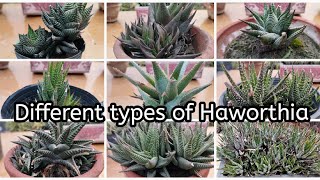 Different types of Haworthia  Haworthia plant with their names  Different kinds of cactus plants [upl. by Cudlip34]