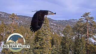 Big Bear Bald Eagle Wide View  Cam 2 [upl. by Eibrab]