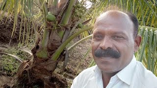 88300407938879307716 Coconut plants NurseryCoconut FarmingFruit plants NurseryNaral lagvad [upl. by Nettie]