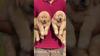 Golden retriever two females best quality [upl. by Einej]