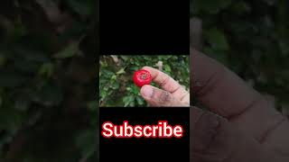 cherry cherry frutscherry picking cherry treered berry red frutsfrt trending videos viral [upl. by Lauber]