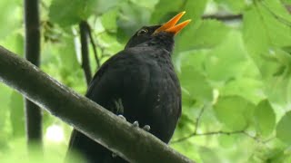 Chant du Merle Noir au Printemps 🍀 Le Merle Noir  un hymne au printemps [upl. by Idolem268]