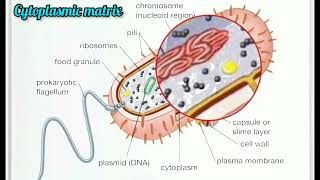 cytoplasmic matrix  cytoplasmic matrix of bacteria  cytoplamic matrix of bacteria class 11 [upl. by Bora]