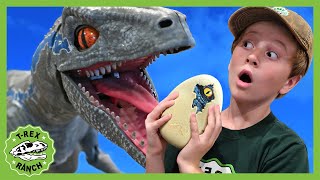 Blue Raptor Surprise Egg Dinosaur Toy 40 Minutes of TRex Ranch Adventures for Kids [upl. by Nelo]