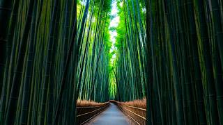 Arashiyama Bamboo Grove Kyoto [upl. by Gallard]