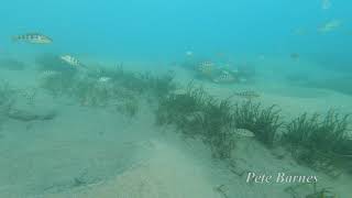 Fossorochromis rostratus group at Chiofu [upl. by Mcclain]