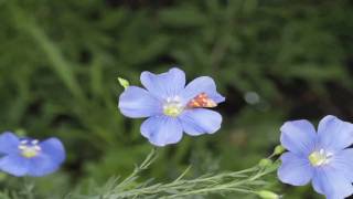 Flower Gardens  How to Grow Perennial Blue Flax Linum Perenna [upl. by Naivaj326]