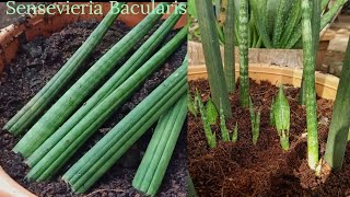 How to propagate sensevieria bacularis from cutting How to grow sensevieria snake plant [upl. by Aydin]