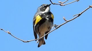 Paruline à croupion jaune chant  Yellowrumped Warbler song [upl. by Claudina436]