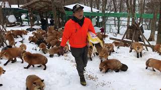 Zao Fox Village feeding time [upl. by Karena]