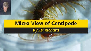 Centipede Micro View [upl. by Lednor]