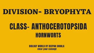 Anthocerotopsida  BryophytaAnthocerotopsida  BSc Botany  Class Anthoceropsida [upl. by Novihs]