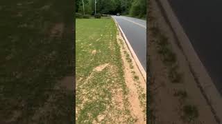 Sand Leveling Zoysia  6 Days Later [upl. by Netsryk863]