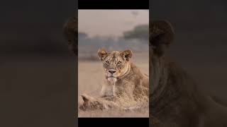 lion attack hunting wildlife trendingshort youtubeshort [upl. by Iarised]