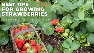 HOW to PLANT and GROW STRAWBERRIES plus TIPS for growing strawberries in HOT CLIMATES [upl. by Dnilazor988]