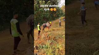 ಹೋರಿ ಲವರ್ 😍🥰 bulllovers horihabba jallikattu bull horirace niyat [upl. by Eniowtna120]