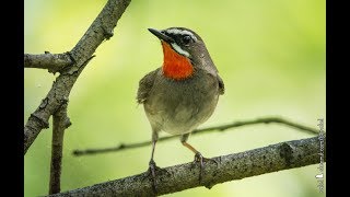 The Siberian rubythroat Calliope calliope [upl. by Karame130]