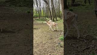 Forest deer nature forestbirdssounds germany calm wildlife deer forest [upl. by Alyce]