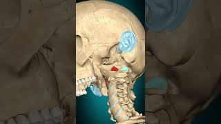 Rectus capitis anterior muscle action Atlantooccipital joint Flexion muscle anatomy [upl. by Ennovart]