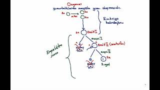 OOGENEZ NEDİR [upl. by Farhsa]