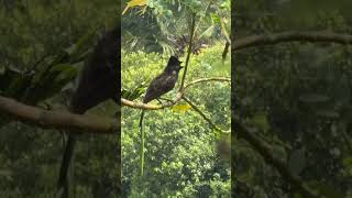 කොන්ඩ කුරුල්ලාKonda kurullaRedvented Bulbul Pycnonotus cafer [upl. by Schaab]