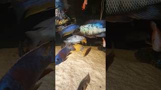 Fossorochromis rostratus aquarium cichlid cichlids malawi haplochromis malawicichlids [upl. by Arvonio]