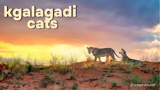 Kgalagadi Cats [upl. by Llenej]