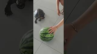 Turtle 🐢 vs watermelon 🍉 indianshorts viralvideo newtrending [upl. by Aleuqahs985]