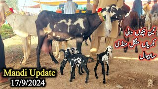 Sahiwal Bakra Mandi Latest Update Beetal Bacho Wali Bakriyan Or Bakre17 September 2024 [upl. by Adnylg]