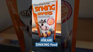 HIKARI Sinking Wafers tropical Fish Food tropicalfishtank amazingaquarium tropicaltank aquarium [upl. by Anitsyrk980]