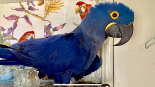 Talking hyacinth macaw [upl. by Bunch]