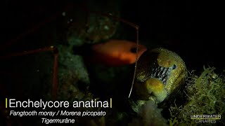 Tiger moray eel  Underwater Canaries [upl. by Adnuhsat597]