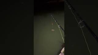 MASSIVE MEKONG CATFISH EATS BAIT fishing thailand thailandfishing fishinglife fish catfish [upl. by Inafets]