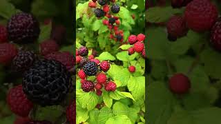 Beautiful black raspberries so gorgeous they make your mouth water harvest fruitharvesting [upl. by Mccandless14]