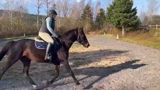 Dressage Finale  Camelia amp Brookdale Gia [upl. by Ahsilahs467]