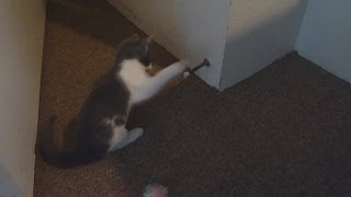 Kittens vs Door Stoppers [upl. by Anuait]