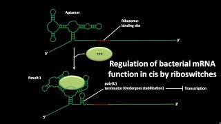 Regulation of bacterial mRNA function in cis by riboswitches  CSIR NET JRF LS  GATE csir gate [upl. by Eiramrebma]