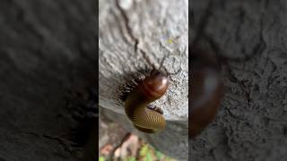 Millipede climbing a tree millipede shorts shortfeed animal insects [upl. by Prima]