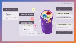 Placenta Part 3  Functions of placenta  Pitfalls of placenta  Gestational Diabetes [upl. by Luwana64]